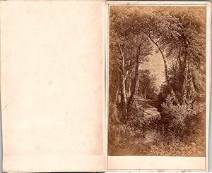 Gravure, paysage de forêt, sous-bois