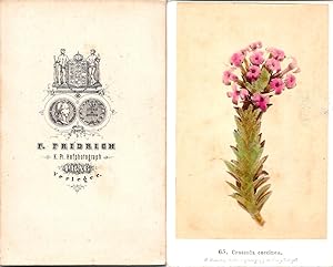 Fridrich, Prag, Blumen, Fleurs, Crassula coccinea