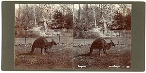 Stereo, France, un kangourou au Zoo de Marseille