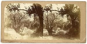 STEREO Paysage de campagne à identifier, bois, circa 1870