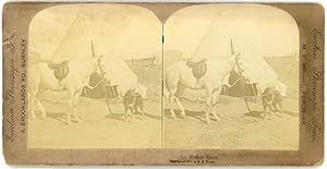 Stereo On Picket duty, Horse and dog, Un cheval et un chien près d'un bivouac, circa 1900