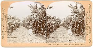 Stereo, Keystone View Company, B. L. Singley, Avenue, Coffee and Banana Hacienda, Orizaba, Mexico