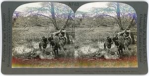 Stereo, Keystone View Company, Underwood & Underwood, Headwaters of Guaso Nyiro, in the heart of ...