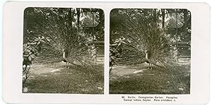 Stereo, Neue Photographische Gesellschaft A. G., Berlin, Zoologischer Garten, Hauspfau, Helmat In...