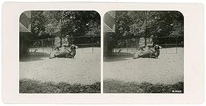 Stereo, Suisse, Basel, Le jardin zoologique