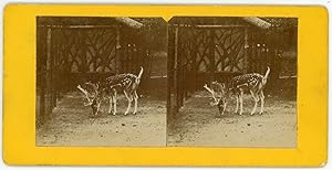 STEREO Cerf, daim tacheté en cage dans un zoo à identifier, circa 1900