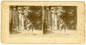 STEREO Daim tacheté en cage dans un zoo à identifier, circa 1900