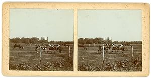 STEREO France, Vaches dans un pré, circa 1900