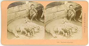 Stereo, The feast of the pigs, 1897