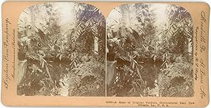 Stereo, Keystone View Company, B. L. Singley, A Maze of Tropical Verdure, Horticultural Hall, New...
