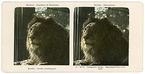 Stereo Allemagne, Deutschland, Berlin, Zoo, lion, Löwe, circa 1910, colorisée