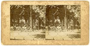 STEREO Gazelles, élans en cage dans un zoo à identifier, circa 1900