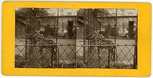 STEREO Daims tachetés en cage dans un zoo à identifier, circa 1900