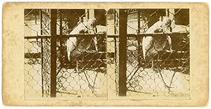 STEREO Héron, pélican ou marabout en cage dans un zoo à identifier, circa 1900