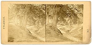 STEREO France, Chemin dans la forêt, à identifier, circa 1870