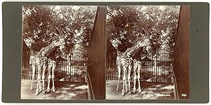 Stereo, H. Hands & Son's, Stereoscopic Series, London Zoo, Giraffes
