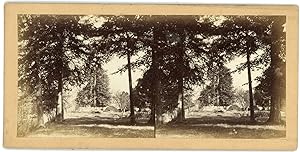 STEREO Parc, jardin, forêt à identifier, circa 1870