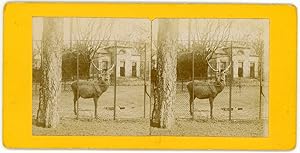 STEREO Cerf en cage dans un zoo à identifier, circa 1900