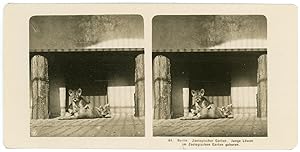 Stereo, Neue Photographische Gesellschaft A. G., Berlin, Zoologischer Garten, Junge Lowen im Zool...