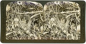 Stereo - A tiny family, Song sparrow's nest with young, nid de moineaux, 1906