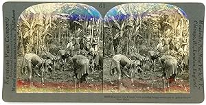 Stereo, Keystone View Company, Underwood & Underwood, Maidens of a Kikuyu tribe planting beans, w...