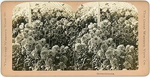 Stereo, Chrysanthemums flowers, Fleurs chrysantèmes dans une serre, circa 1900