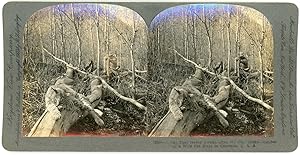 Stereo, USA, Colorado, A wild cat hunt, circa 1900