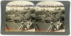 Stereo, Iran, Vallée de l'Euphrate près de Babylone, Jardin d'Eden, circa 1900