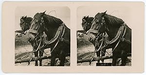 Stereo, Deux chevaux à la campagne, circa 1900