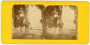 STEREO Forêt, arbres dans un parc à identifier, circa 1870
