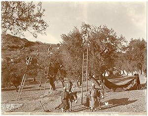 Grèce, Gethsémani, Récolte des Olives