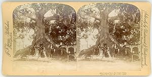 Stereo, Cuba, St. Croix, Silk Cotton tree, Arbol de ceiba, circa 1900