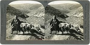 Stereo, Palestine, The Judean hills, a shepherd in David's home country, circa 1900