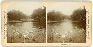 Stereo Canard sur le lac d'un parc, circa 1900