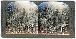 Stereo, Keystone View Company, Underwood & Underwood, Climbing through a tropical jungle, gorge o...