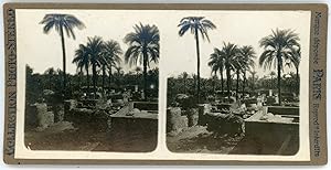 Stereo, Village dans les palmiers dattiers à identifier, circa 1900
