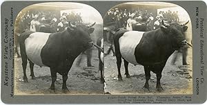 Stereo, National Dairy Show, Dutch belted prize bull, circa 1900