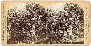 Stereo, Jamaïque, Jamaica, Coffee tree, showing berries, circa 1900