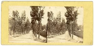 STEREO France, Route de campagne, chemin arboré à identifier, circa 1870