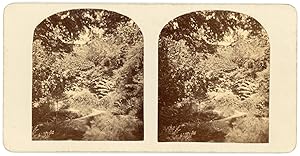 STEREO Paysage dans la campagne, forêt, circa 1870