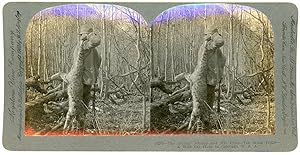 Stereo, USA, Colorado, A wild cat hunt, circa 1900