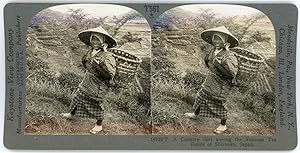 Stereo, Japon, Japan, A country girl among the tea fields of Shizuoka, circa 1900