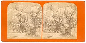 Stereo, France, Paysage de campagne, arbres, oliviers, circa 1870