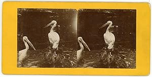 STEREO Hérons, pélicans ou marabouts en cage dans un zoo à identifier, circa 1900