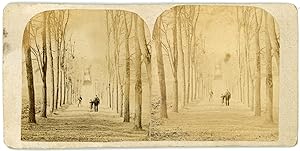 STEREO Allée plantée d'arbres à la campagne, lieu à identifier, circa 1870