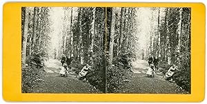 Stereo, Famille en promenade dans une forêt, circa 1900