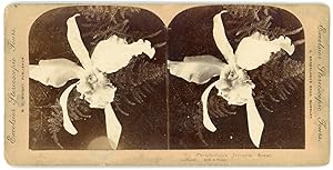 Stereo, White orchid, Mr. Chamberlain's favourite flower, circa 1900