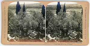 Stereo, Palestine, Jerusalem, Jardin de Gethsemane, 1901