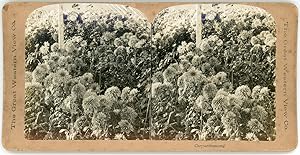 Stereo, Chrysanthèmes, Chrysanthemums, circa 1900