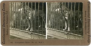 Stereo, Zoo, Canis Lupus, Loup, Wolf, circa 1900